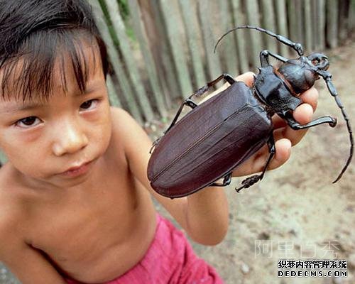 世界最大昆虫——泰坦大天牛，能一口咬断铅笔--阿里百秀