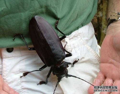 世界最大昆虫——泰坦大天牛，能一口咬断铅笔--阿里百秀