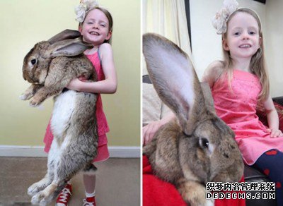 巨型兔子长1.34米 重22公斤 吉尼斯世界纪录保持者--阿里百秀