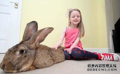巨型兔子长1.34米 重22公斤 吉尼斯世界纪录保持者--阿里百秀