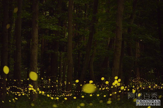 罕见的萤火虫群体照片--阿里百秀