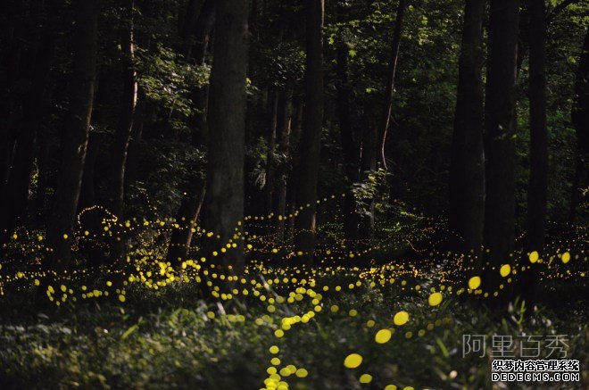 罕见的萤火虫群体照片--阿里百秀